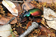 Calosoma sycophanta